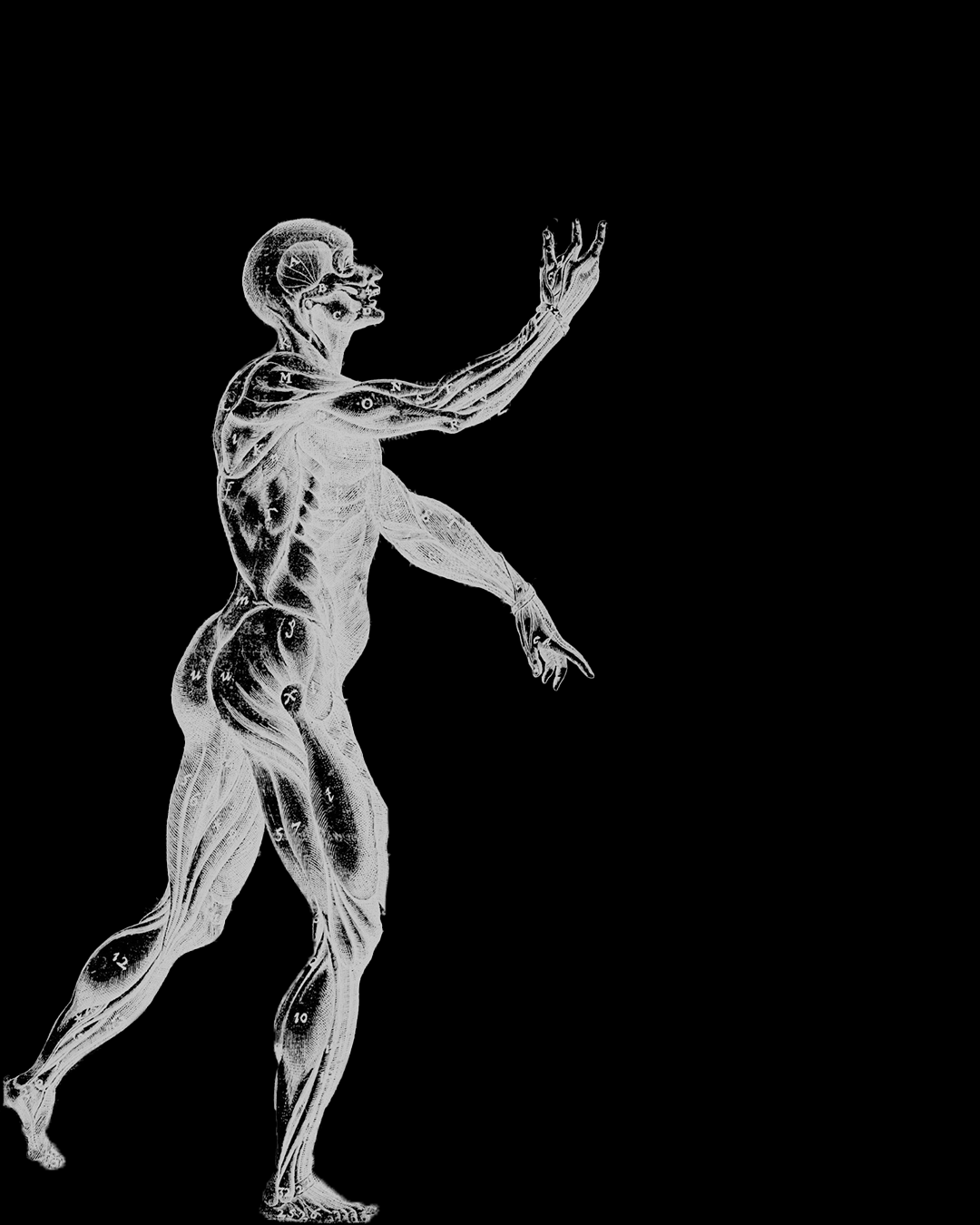 Écorché muscular anatomy study